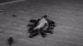 NATURALEZA,BLANCO Y NEGRO,INSECTOS