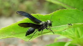 MACRO,INSECTO,AVISPA,JARDIN