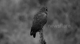 BLANCO Y NEGRO,AVE,LORO