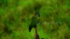 AVE,PAJARO,NATURALEZA