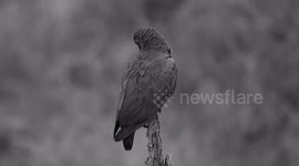 NATURALEZA,BLANCO Y NEGRO,LORO
