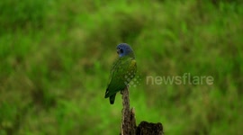 AVE EXOTICA,LORO VERDE,FAUNA