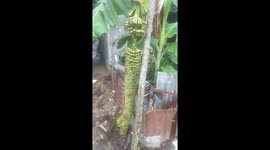 banana trees in the city of fruiting meadows with thousands of fruit
