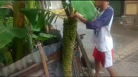 'Thousand finger' banana tree seen growing in Indonesian man's front yard