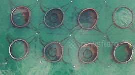 Drone View of Atlantic Ocean Salmon Nets