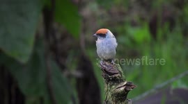 NATURELEZA,AVE,PAJARO