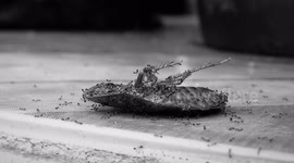 insectos,macro,trabajo