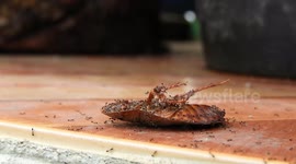 macro,insectos,hormigas