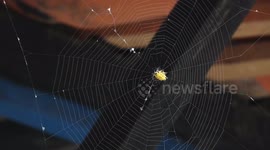 insecto,bicho,araña,colombia