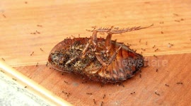 NATURALEZA,CUCARACHA,HORMIGAS,COLOMBIA