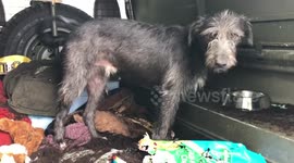 Messy surprise for dog owners!