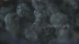 blueberries spinning underwater macro shot