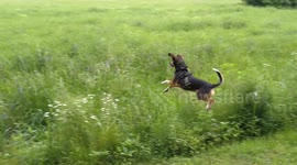dog hopping like a deer through tall grass