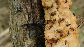 NATURALEZA,INSECTOS,HORMIGAS,MOSCAS,COLOMBIA