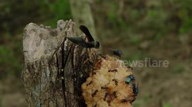 NATURALEZA,INSECTOS,HORMIGAS,MOSCAS,COLOMBIA