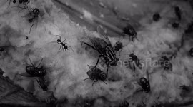 NATURALEZA,INSECTOS,HORMIGAS,COLOMBIA