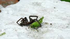 NATURALEZA,INSECTOS,ARAÑA,GRILLO,COLOMBIA