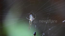 MACRO,NATURALEZA,INSECTO,COLOMBIA