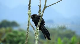 AVE,PAJARO,GARRAPATERO,COLOMBIA