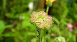 NATURALEZA,JARDIN,FLOR,COLOMBIA