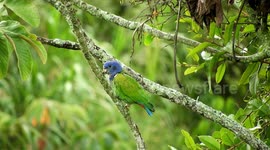PAJARO,AVE,LORO VERDE,NATURALEZA,COLOMBIA,