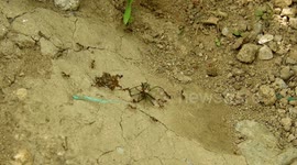 NATURALEZA,INSECTOS,HORMIGAS,COLOMBIA