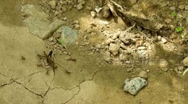 NATURALEZA,INSECTOS,HORMIGAS,COLOMBIA