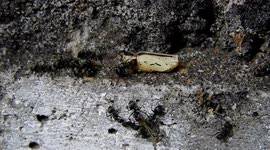 NATURALEZA,INSECTOS,HORMIGAS,COLOMBIA