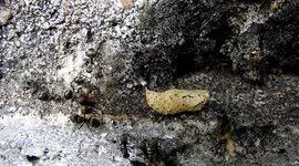 MACRO,NATURALEZA,INSECTOS,HORMIGAS,COLOMBIA