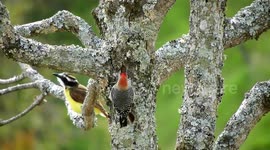 NATURALEZA,AVE,PAJARO,COLOMBIA