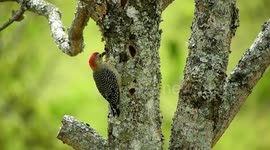 AVE,PAJARO,FAUNA,COLOMBIA