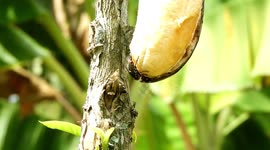 MACRO,INSECTO,COLOMBIA