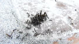 INSECTOS,MACRO,HORMIGAS,COLOMBIA