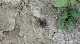 NATURALEZA,INSECTOS,HORMIGAS,COLOMBIA