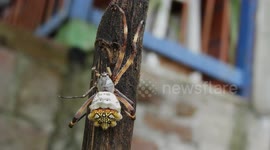 NATURALEZA,INSECTOS,MACRO,ARAÑA,COLOMBIA