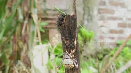 MACRO,NATURALEZA,INSECTOS,ARAÑA,COLOMBIA