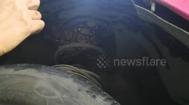 Python Caught Inside Taxi Suspension