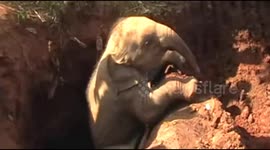 Two baby elephants rescued from a pit in Sri Lanka