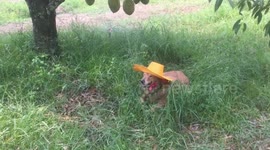Golden Retriever Wears Hat In The Rain