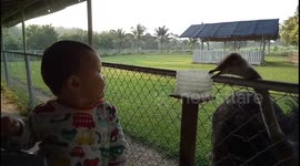 Hilarious baby laughing at an ostrich for being so hungry