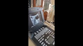 RAW 2-Pregnant cat has abdominal ultrasound scan before a miscarriage