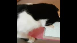 Cat with Spider