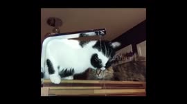 Cat Gets Wet