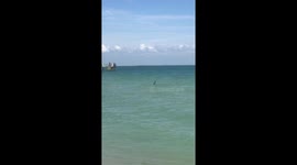 Huge 'likely hammerhead' shark spotted off beach in Florida