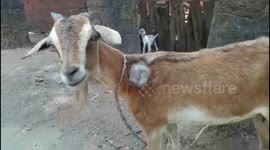 Indian farmer shocked after goat grows bizarre third horn from its shoulder