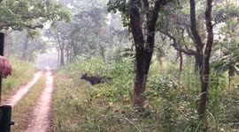 Beautiful deer coming out from the forest.