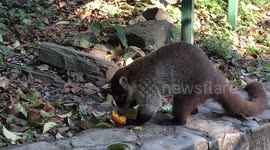White-nosed coati