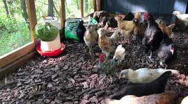 Rooster Serves His Ladies