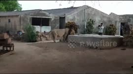 'The lion who came to tea!' Thirsty feline enters Indian village to get drink from well