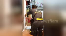 Aggressive cobra refuses to be caught, attacks firefighter